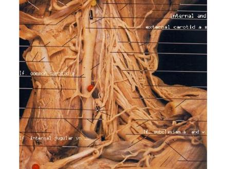 atlas fotografico de anatomia humana rohen yokochi pdf